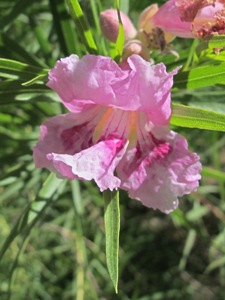 Chilopsis linearis