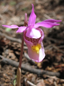 Calypso bulbosa