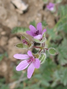 Erodium cicutarium