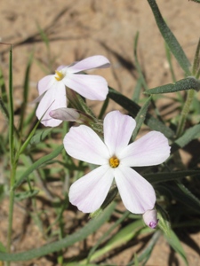 Phlox longifolia