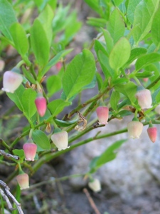 Vaccinium spp.