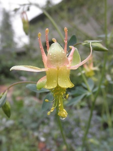 Aquilegia barnebyi