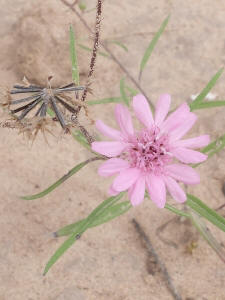 Palafoxia sphacelata