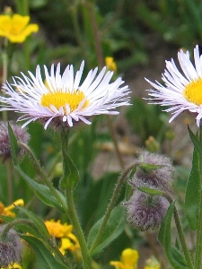 Erigeron elatior