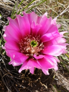 Echinocereus fendleri