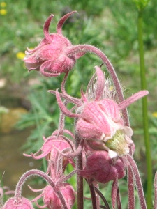 Geum triflorum