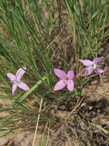 Houstonia rubra