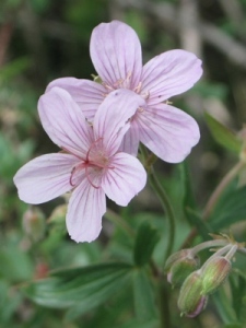 Geranium spp.