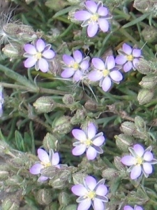 Spergularia 