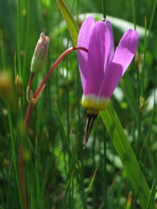 Dodecatheon pulchellum