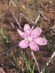 Lygodesmia juncea