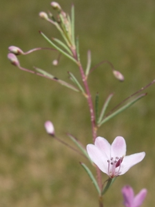 Peritoma multicaulis