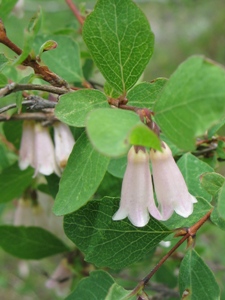 Symphoricarpos oreophilus