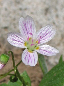 Claytonia lanceolata