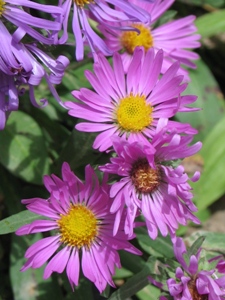 Symphyotrichum foliaceum