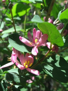 Lonicera tatarica