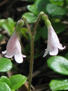 Linnaea borealis