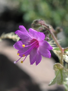 Mirabilis spp.