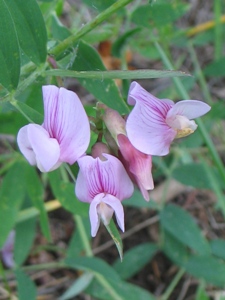 Lathyrus spp.