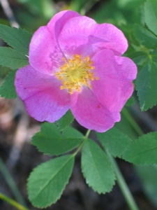 Rosa woodsii