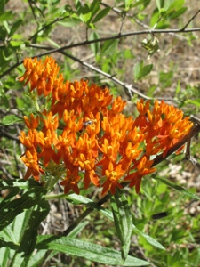 Asclepias tuberosa