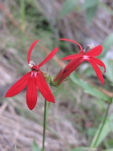 Lobelia cardinalis