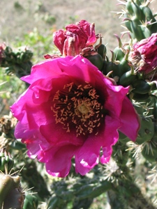 Cylindropuntia imbricata