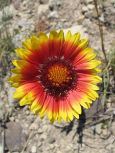 Gaillardia spp.