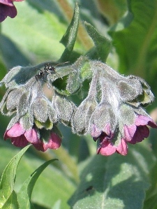 Cynoglossum officinale