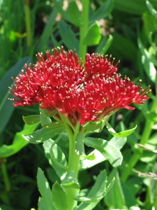 Sedum integrifolium