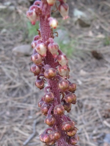 Pterospora andromedea