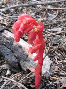 Monotropa hypopitys