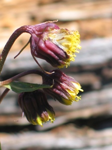 Senecio bigelovii