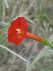 Ipomoea coccinea