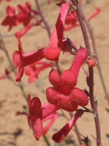 Penstemon utahensis