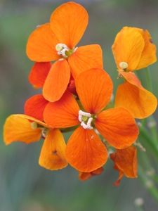 Erysimum capitatum