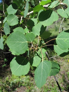 Populus tremuloides