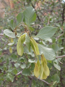 Fraxinus anomola