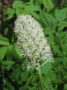 Actaea rubra 