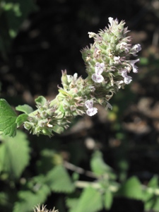 Nepeta cataria