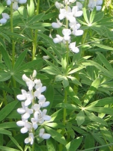 Lupinus spp.