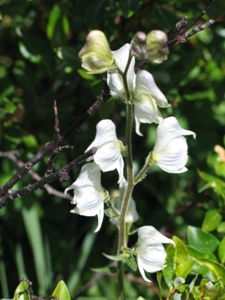 Aconitum columbianum