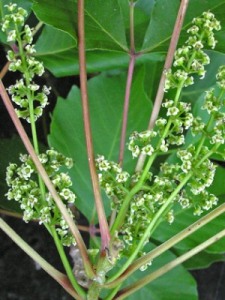 Toxicodendron radicans