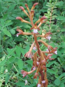 Corallorhiza maculata