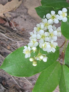 Prunus virginiana