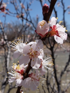 Prunus armeniaca