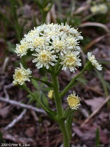 Petasites frigidus var. sagittatus