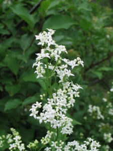 Galium boreale