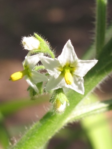 Solanum nigrum