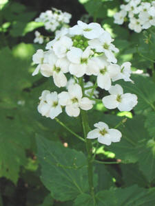 Cardamine cordifolia